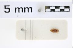 Foto (Dorsalansicht) von Rismethus insolitus (NHMW-ZOO-COL-0008165)